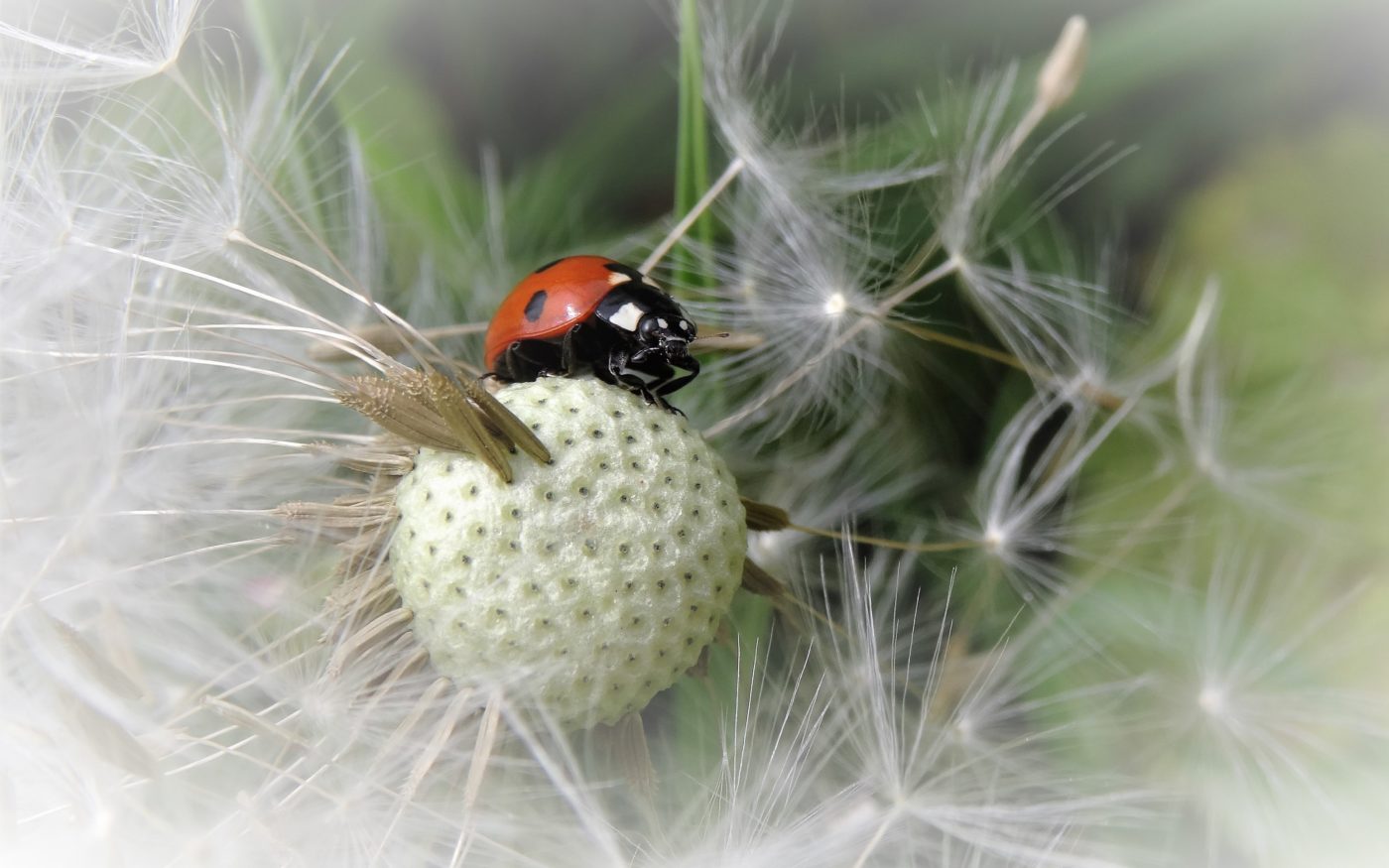 Ladybird on a seed head
